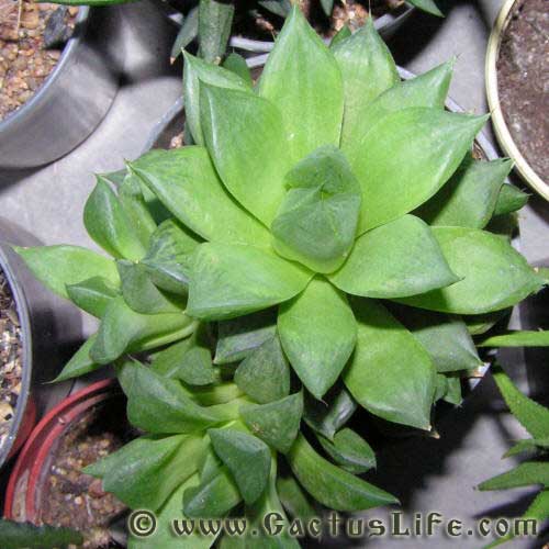 Haworthia ymbiformis v. ramosa