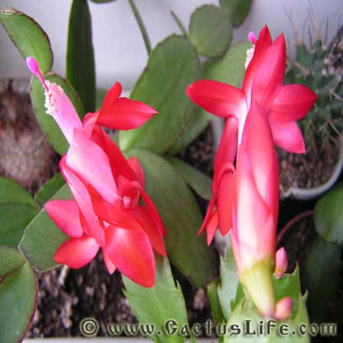 Shlumbergera Truncatus