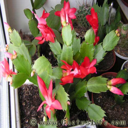 Shlumbergera Truncatus