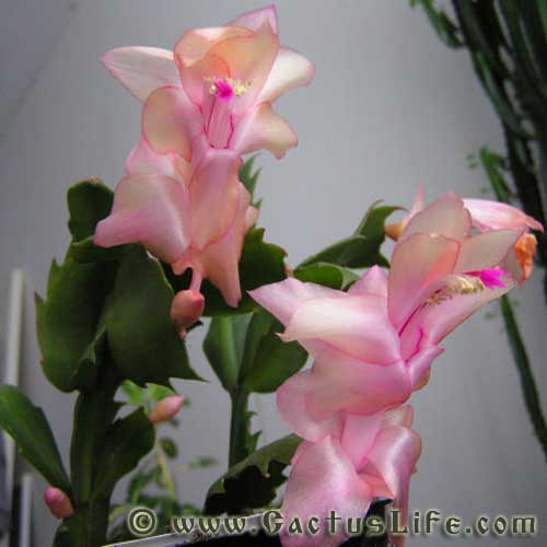 Shlumbergera Truncatus