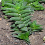 Haworthia viscosa