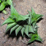 Haworthia viscosa