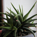 Haworthia attenuata v. radula (Jacq.) M.B. Bayer