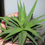 Haworthia attenuata v. radula (Jacq.) M.B. Bayer