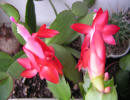 Shlumbergera Truncatus