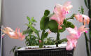 Shlumbergera Truncatus