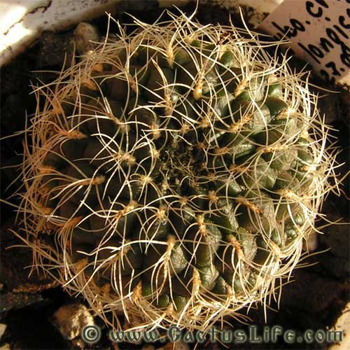 Sulcorebutia cardecrispata f. longispina