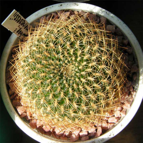 Sulcorebutia menesesii