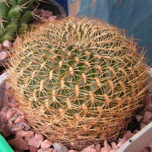 Sulcorebutia menesesii