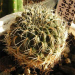 Sulcorebutia crispata f. longispina