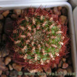 Sulcorebutia mentosa HS49