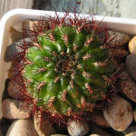 Sulcorebutia mentosa KK1931