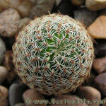 Sulcorebutia pedroensis HS76