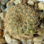 Sulcorebutia sp HS213