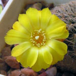 Sulcorebutia cardenasiana HS41