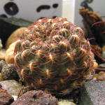 Sulcorebutia heinzii HS151