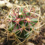 Thelocactus bicolor SB 563