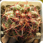 Thelocactus bicolor wagnerianus