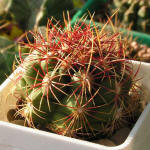 Thelocactus bicolor wagnerianus