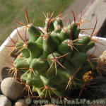 Thelocactus lophothele Lau1006