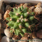 Thelocactus lophothele Lau1006