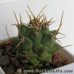 Thelocactus rinconensis SB301