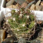 Thelocactus tulensis v. longispinum