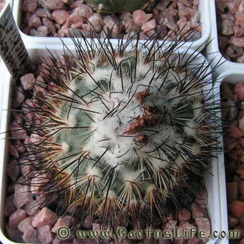 Turbinicarpus viereckii