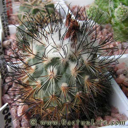 Turbinicarpus viereckii