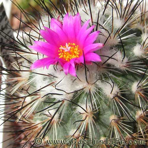 Turbinicarpus viereckii