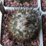 Turbinicarpus viereckii