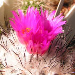 Turbinicarpus viereckii