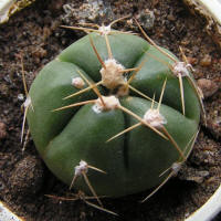 Gymnocalycium Horstii