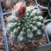 Gymnocalycium Baldianum