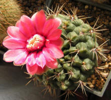 Gymnocalycium Baldianum