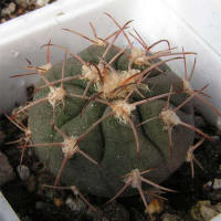 Gymnocalycium castellanosii ssp. acorrugatum LF 142