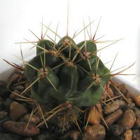 Gymnocalycium achirasense VG04-018-8a