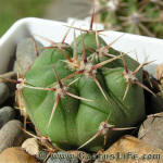 Gymnocalycium achirasense v villamercedense