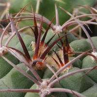 Gymnocalycium ambatoense STO266