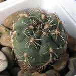 Gymnocalycium amerhauseri GN1044-3700