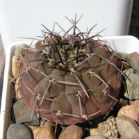 Gymnocalycium asterium paucispinum