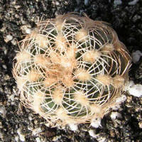 Gymnocalycium bruchii