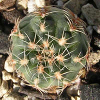 Gymnocalycium bruchii