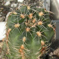 Gymnocalycium bruchii brigittae P214