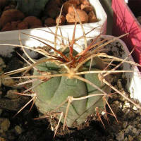 Gymnocalycium cardenasianum