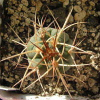 Gymnocalycium cardenasianum