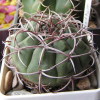 Gymnocalycium carmianthum