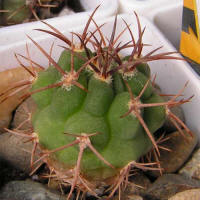 Gymnocalycium carmianthum