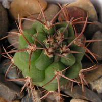 Gymnocalycium carmianthum