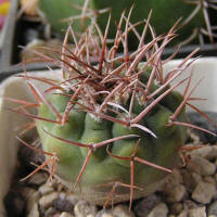 Gymnocalycium castellanosii P80b